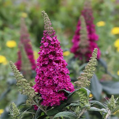 Buddleia Pugster Pico Punch™