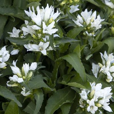 Campanula glomerata Genti White