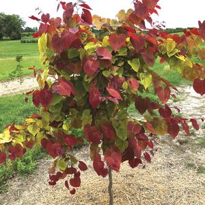 Cercis canadensis Flame Thrower&reg;