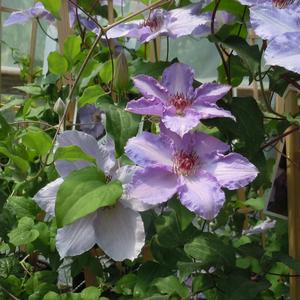 Clematis Still Waters&trade;