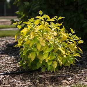 Cornus alba Neon Burst&trade;