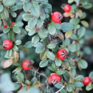 Cotoneaster buxifolia Silverstone&trade;