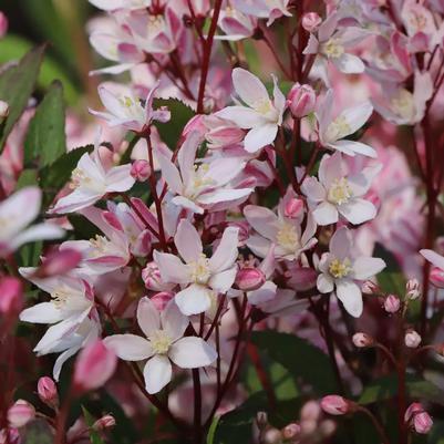 Deutzia Yuki Cherry Blossom&reg; 2.0