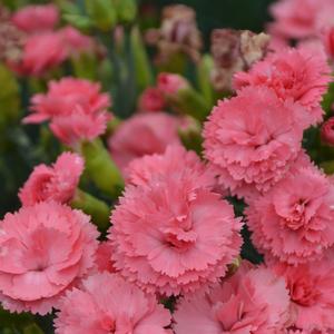 Dianthus Fruit Punch&reg; Classic Coral