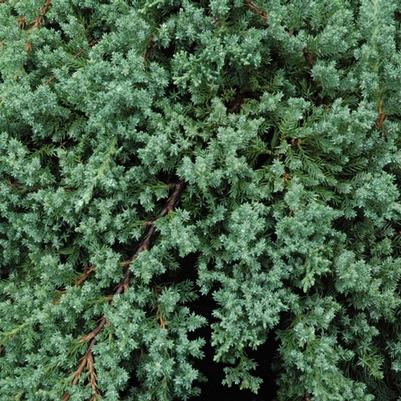 Juniperus procumbens Nana