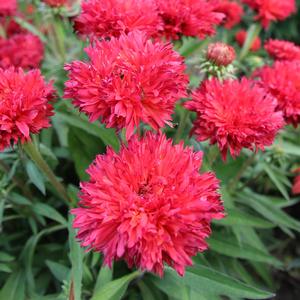 Echinacea Fringe Festival