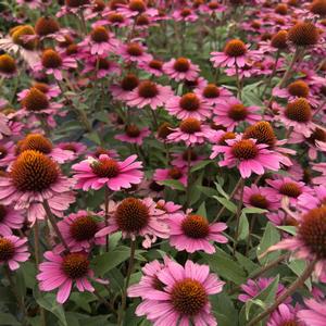 Echinacea Panama Rose