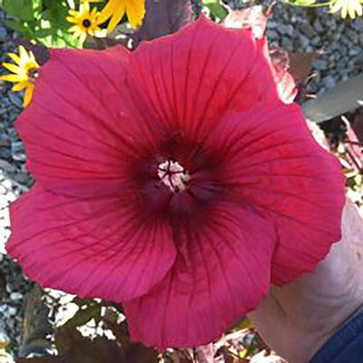 Hibiscus moscheutos Moonshadow™ Morello