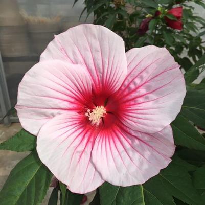 Hibiscus moscheutos Moonshadow™ Rosita