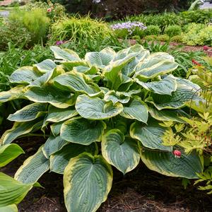 Hosta Shadowland&reg; Gigantosaurus