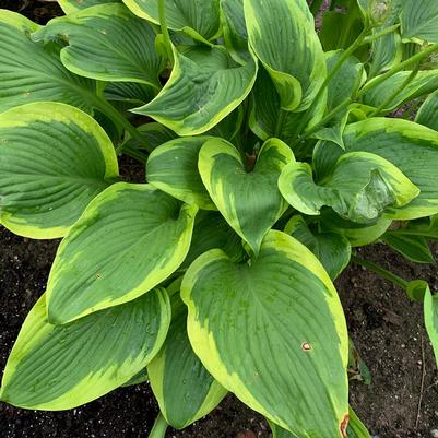 Hosta Shadowland&reg; Lone Star