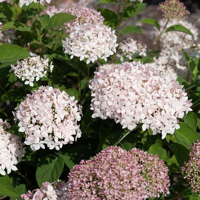 Hydrangea arborescens American Lace&trade; Pink