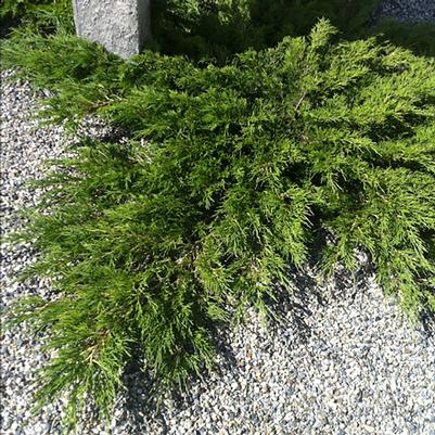 Juniperus sabina Arcadia