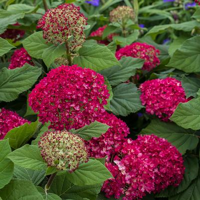 Hydrangea arborescens Dreamscape&trade;