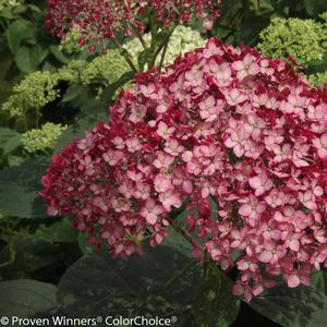 Hydrangea arborescens Invincibelle&reg; Ruby