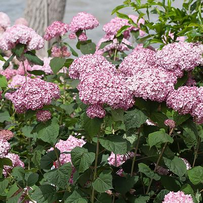 Hydrangea arborescens Incrediball&reg; Blush