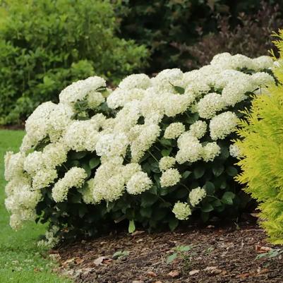 Hydrangea arborescens Invincibelle Wee White&reg; 2.0