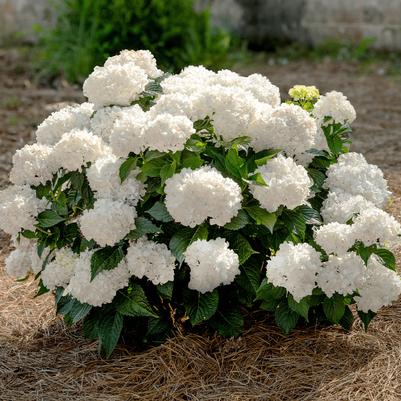 Hydrangea macrophylla Endless Summer® DreamCloud™