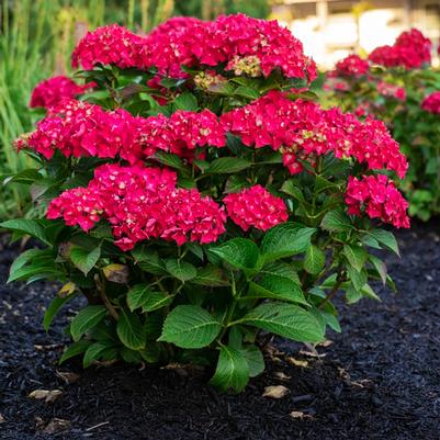 Hydrangea macrophylla Drama Queen™