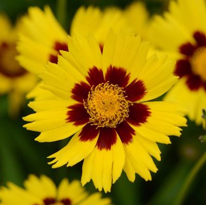 Coreopsis grandiflora SunKiss