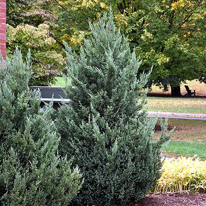 Juniperus scopulorum Medora