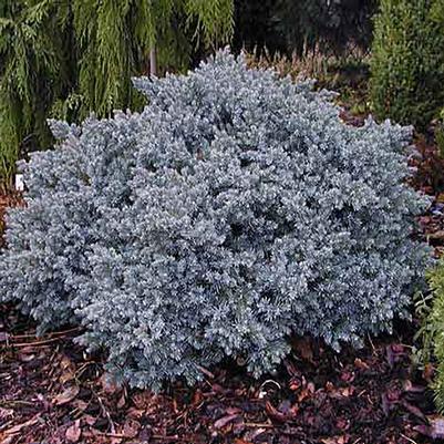 Juniperus squamata Blue Star