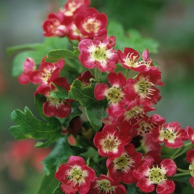 Crataegus laevigata Paul's Scarlet