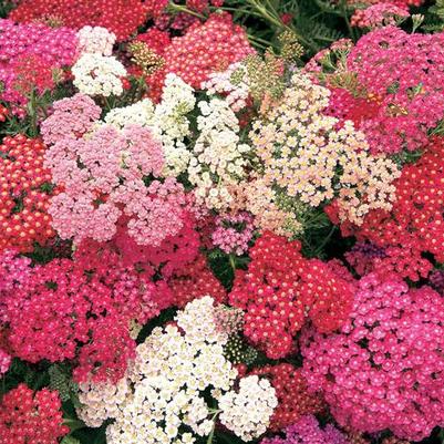 Achillea millefolium Summer Berries