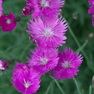 Dianthus gratianopolitanus Firewitch