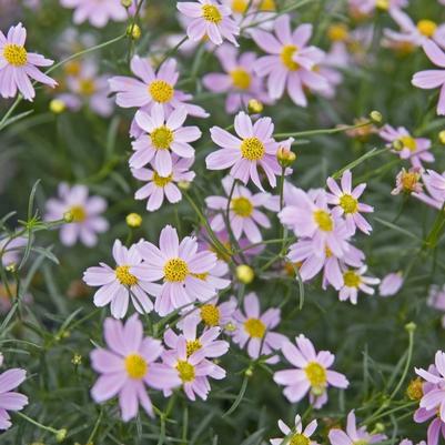 Coreopsis rosea American Dream