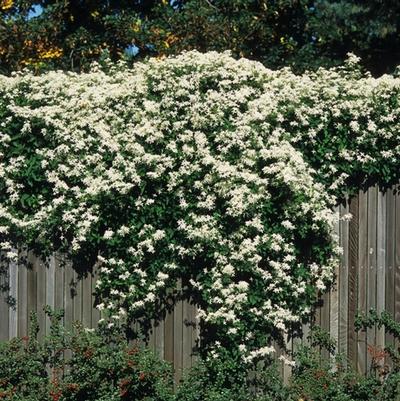 Clematis paniculata 