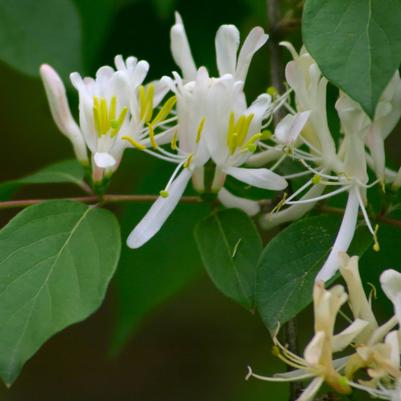 Lonicera japonica Halliana