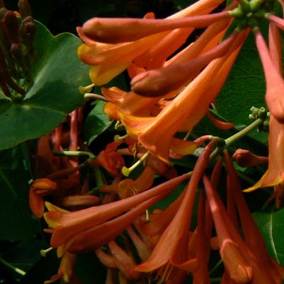 Lonicera x brownii Dropmore Scarlet