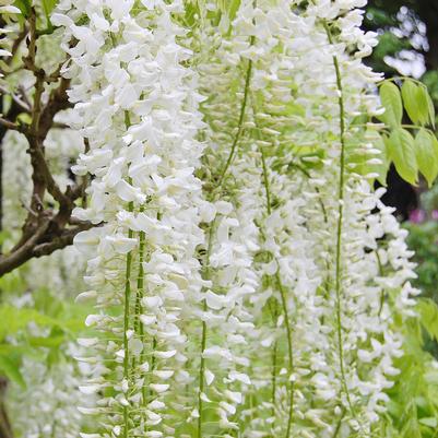 Wisteria sinensis Alba