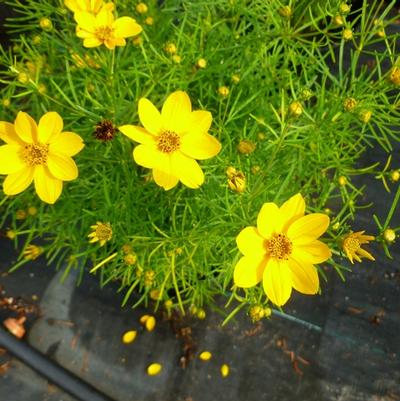 Coreopsis verticillata Sylvester