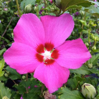 Hibiscus syriacus Aphrodite