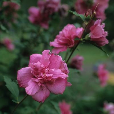 Hibiscus syriacus Boule de Feu