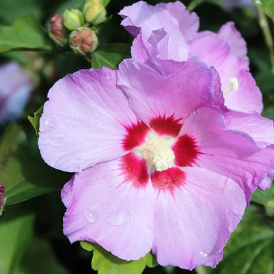 Hibiscus syriacus Minerva