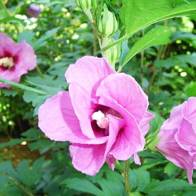 Hibiscus syriacus Pink Giant®