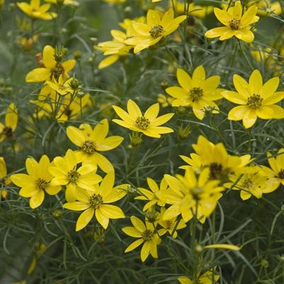 Coreopsis verticillata Zagreb