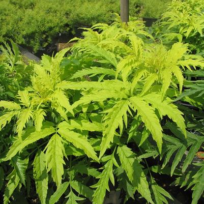 Sambucus racemosa Morden Golden Glow