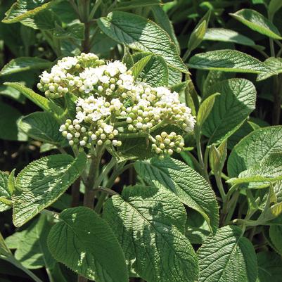 Viburnum lantana Mohican