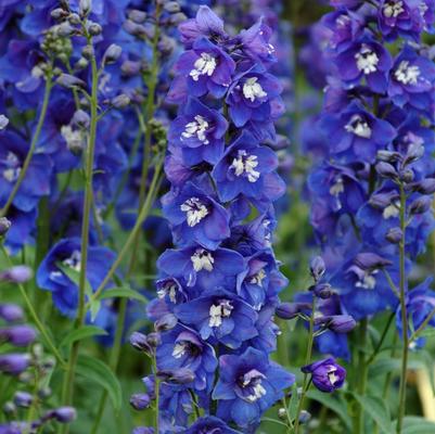 Delphinium elatum Dasante Blue