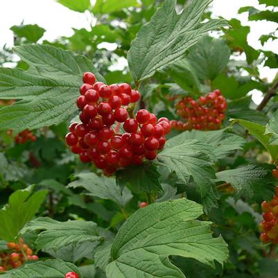 Viburnum trilobum 