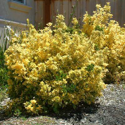 Euonymus fortunei Canadale Gold