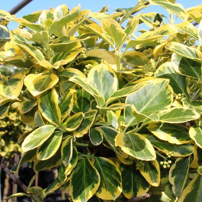 Euonymus fortunei Country Gold