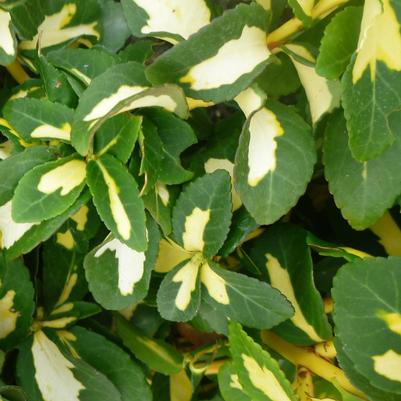 Euonymus fortunei Moonshadow