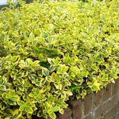 Euonymus fortunei Sungold