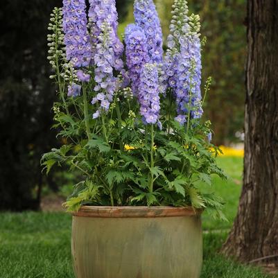 Delphinium elatum Guardian Lavender