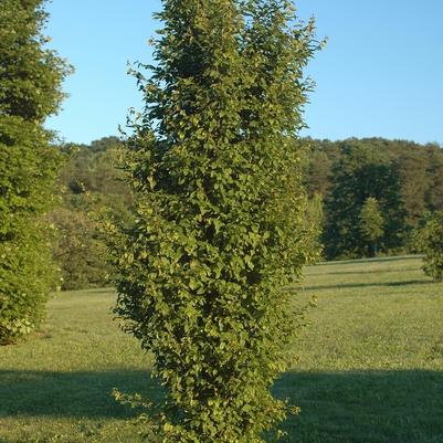 Carpinus betulus Frans Fontaine